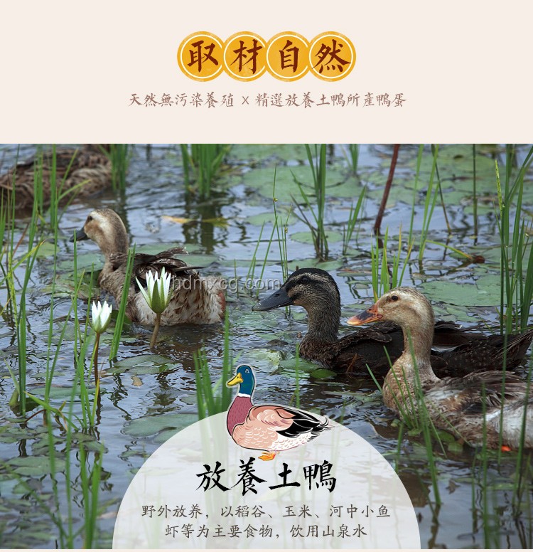 手工耿赛博养鱼：跨界创想，重塑生态养殖新纪元